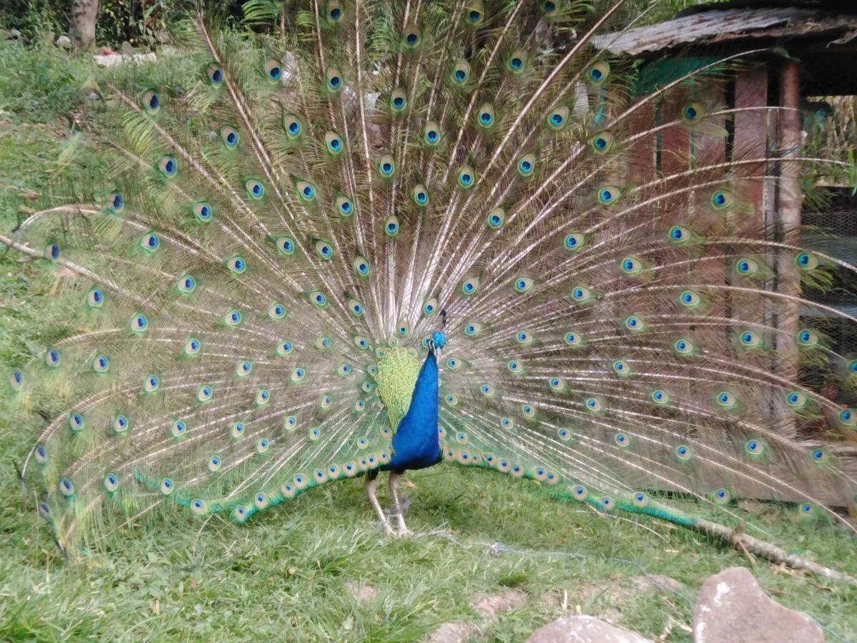 Finca Campestre Rancho Alegre Hotel Fusagasuga Bagian luar foto